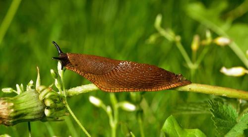 Испанский слизень естественные враги. Нашествие лузитанских или испанских слизней: как спасти свой сад от мерзких красных слизней?