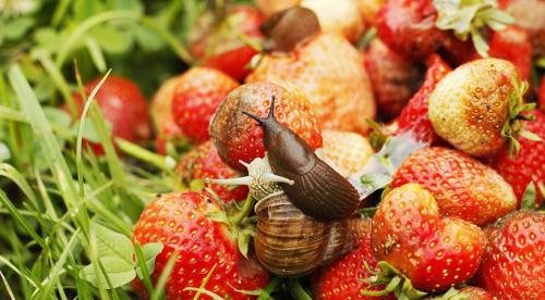 Испанский слизень естественные враги. Нашествие лузитанских или испанских слизней: как спасти свой сад от мерзких красных слизней?