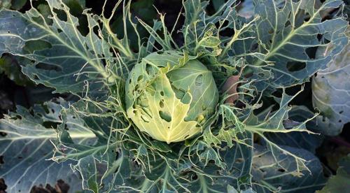 Испанский слизень естественные враги. Нашествие лузитанских или испанских слизней: как спасти свой сад от мерзких красных слизней?