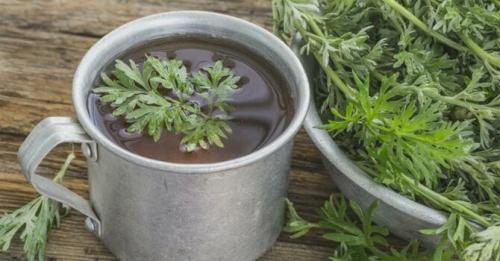 3 Способа ухода за слизнями. Как избавиться от слизней народными методами