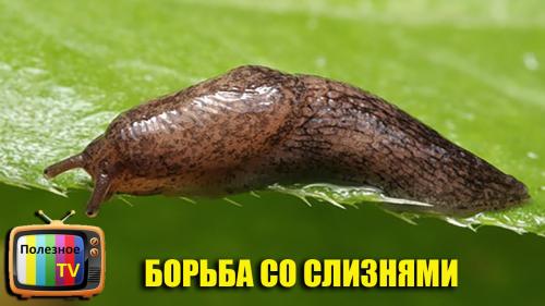 Борьба со слизнями на огороде. Народные методы 12