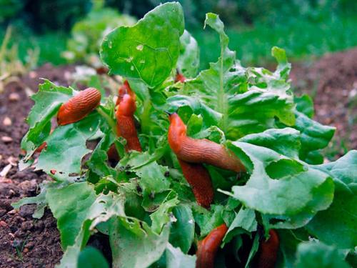 Слизни в огороде. Слизни на огороде –, как избавиться