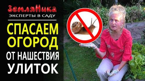 Борьба со слизнями на огороде. Народные методы 13