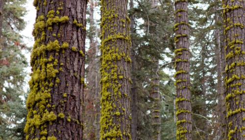 На яблоне мох, что делать. Лечение 02