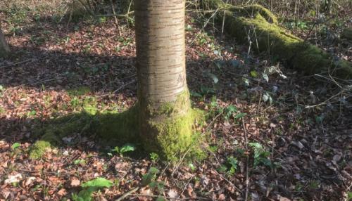 Мох на дереве указывает на. Что такое мох и где его найти