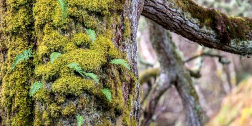 На яблоне мох, что делать. Лечение 05