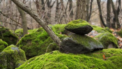 На яблоне мох, что делать. Лечение 01