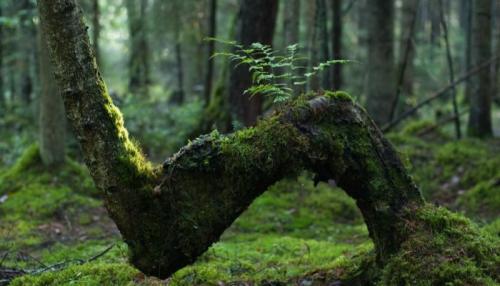 На яблоне мох, что делать. Лечение 04