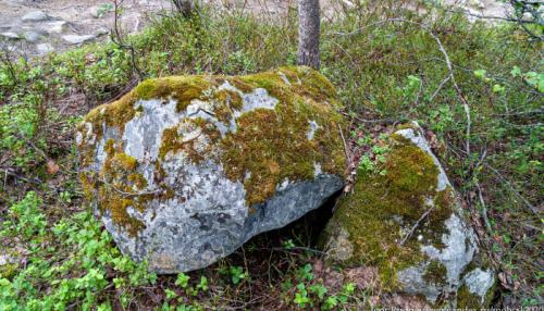 На яблоне мох, что делать. Лечение 06