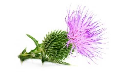 Как снизить холестерин народными средствами. 15 лучших растений для понижения холестерина