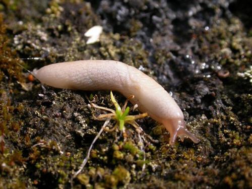 Слизни и улитки разница. Кто такие слизни и улитки, и какой от них вред?