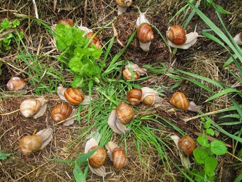 Слизни и улитки разница. Кто такие слизни и улитки, и какой от них вред?