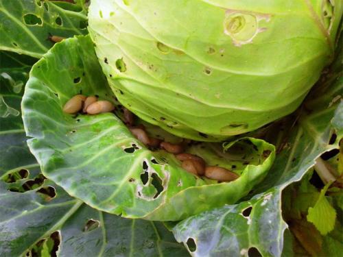 Чем обработать растения от слизней. Как избавиться навсегда от слизней на участке, в огороде