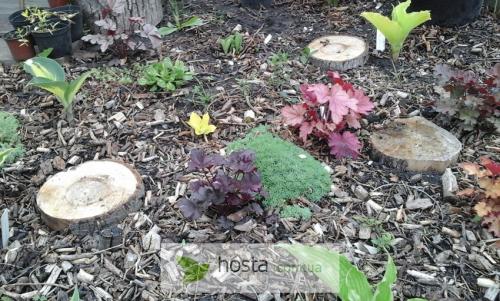 Как гуманно защитить хосты от слизней. Хосты и борьба со слизнями