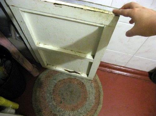 Почему заводятся слизни. Слизни в доме глазами этимолога: кто это, как выглядят