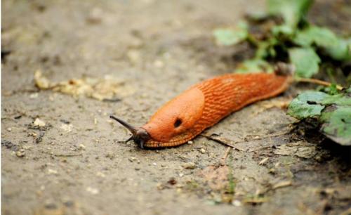 Чем обработать растения от слизней. Как избавиться навсегда от слизней на участке, в огороде