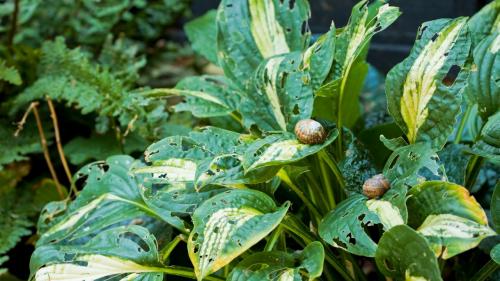 Как избавиться от слизней на хосте. 