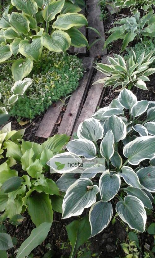 Как гуманно защитить хосты от слизней. Хосты и борьба со слизнями