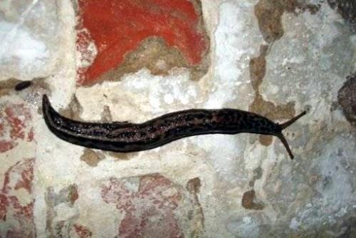 Почему заводятся слизни. Слизни в доме глазами этимолога: кто это, как выглядят