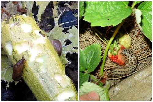 Как избавится от слизней в доме. Борьба с брюхоногими на даче или в огороде