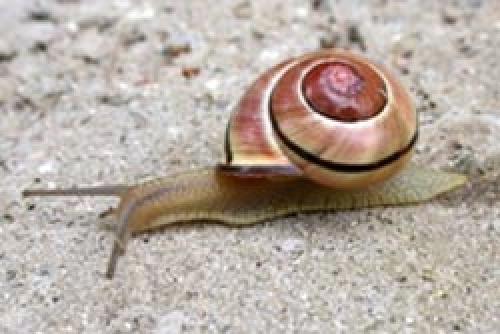 Суперфосфат от слизней. Как избавиться навсегда от слизней на участке, в огороде