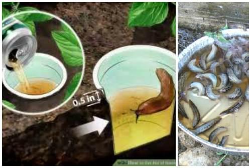 Как избавится от слизней в доме. Борьба с брюхоногими на даче или в огороде