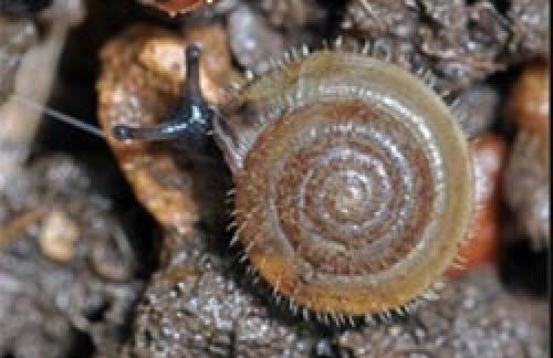 Суперфосфат от слизней. Как избавиться навсегда от слизней на участке, в огороде