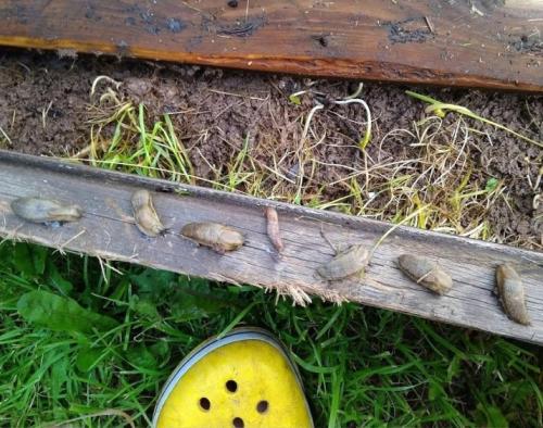 Как бороться со слизнями на.. Скользкий вредитель: как бороться с прожорливыми слизнями — дешевые, безопасные и эффективные методы 06 Как бороться со слизнями на.. Скользкий вредитель: как бороться с прожорливыми слизнями — дешевые, безопасные и эффективные методы 06