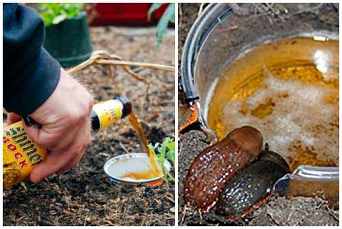 Как избавится от слизней в доме. Борьба с брюхоногими на даче или в огороде