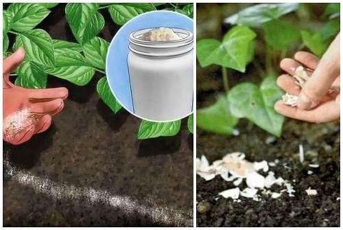 Как избавится от слизней в доме. Борьба с брюхоногими на даче или в огороде