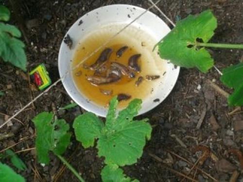 Как бороться со слизнями на.. Скользкий вредитель: как бороться с прожорливыми слизнями — дешевые, безопасные и эффективные методы 04 Как бороться со слизнями на.. Скользкий вредитель: как бороться с прожорливыми слизнями — дешевые, безопасные и эффективные методы 04