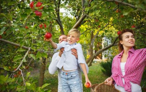 Как сушить яблоки в домашних условиях. Как сушить яблоки на зиму: простые и быстрые способы