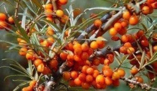 Безопасно ли есть ягоды. Ягоды - идеальная пища. Чем они полезны и когда их нужно есть? 03 Безопасно ли есть ягоды. Ягоды - идеальная пища. Чем они полезны и когда их нужно есть? 03