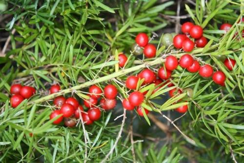 Безопасно ли есть ягоды. Ягоды - идеальная пища. Чем они полезны и когда их нужно есть? 20 Безопасно ли есть ягоды. Ягоды - идеальная пища. Чем они полезны и когда их нужно есть? 20