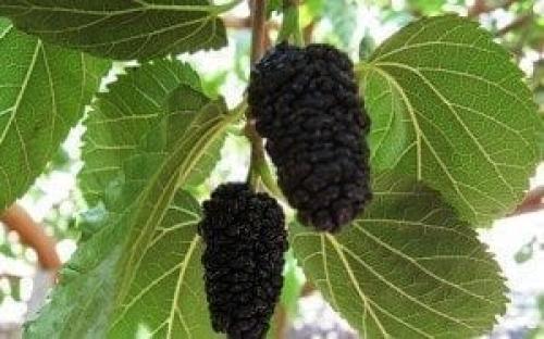 Безопасно ли есть ягоды. Ягоды - идеальная пища. Чем они полезны и когда их нужно есть? 11 Безопасно ли есть ягоды. Ягоды - идеальная пища. Чем они полезны и когда их нужно есть? 11