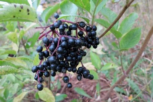 Безопасно ли есть ягоды. Ягоды - идеальная пища. Чем они полезны и когда их нужно есть? 15 Безопасно ли есть ягоды. Ягоды - идеальная пища. Чем они полезны и когда их нужно есть? 15