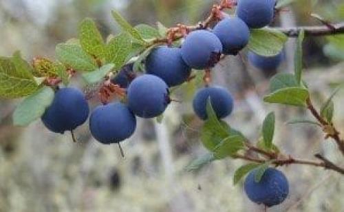 Безопасно ли есть ягоды. Ягоды - идеальная пища. Чем они полезны и когда их нужно есть? 07 Безопасно ли есть ягоды. Ягоды - идеальная пища. Чем они полезны и когда их нужно есть? 07