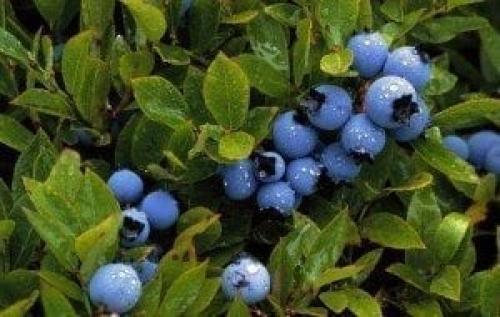 Безопасно ли есть ягоды. Ягоды - идеальная пища. Чем они полезны и когда их нужно есть? 01 Безопасно ли есть ягоды. Ягоды - идеальная пища. Чем они полезны и когда их нужно есть? 01