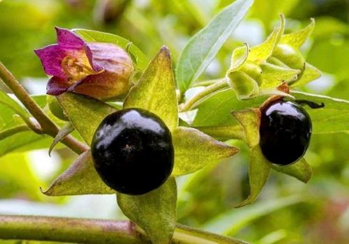 Безопасно ли есть ягоды. Ягоды - идеальная пища. Чем они полезны и когда их нужно есть? 21 Безопасно ли есть ягоды. Ягоды - идеальная пища. Чем они полезны и когда их нужно есть? 21