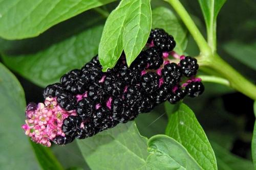 Безопасно ли есть ягоды. Ягоды - идеальная пища. Чем они полезны и когда их нужно есть? 17 Безопасно ли есть ягоды. Ягоды - идеальная пища. Чем они полезны и когда их нужно есть? 17