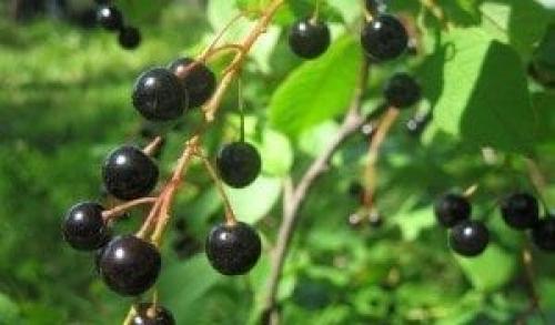 Безопасно ли есть ягоды. Ягоды - идеальная пища. Чем они полезны и когда их нужно есть? 09 Безопасно ли есть ягоды. Ягоды - идеальная пища. Чем они полезны и когда их нужно есть? 09