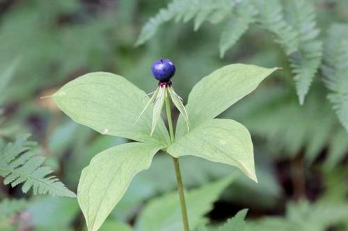 Безопасно ли есть ягоды. Ягоды - идеальная пища. Чем они полезны и когда их нужно есть? 19 Безопасно ли есть ягоды. Ягоды - идеальная пища. Чем они полезны и когда их нужно есть? 19