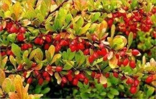 Безопасно ли есть ягоды. Ягоды - идеальная пища. Чем они полезны и когда их нужно есть? 08 Безопасно ли есть ягоды. Ягоды - идеальная пища. Чем они полезны и когда их нужно есть? 08