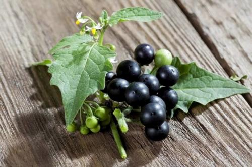 Безопасно ли есть ягоды. Ягоды - идеальная пища. Чем они полезны и когда их нужно есть? 22 Безопасно ли есть ягоды. Ягоды - идеальная пища. Чем они полезны и когда их нужно есть? 22