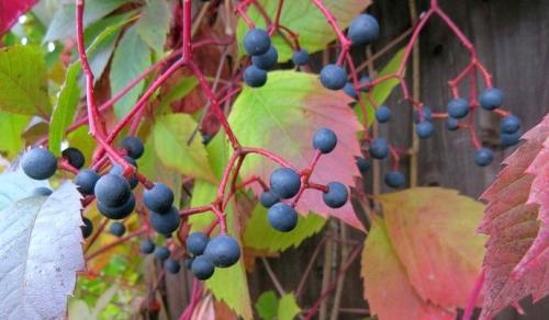 Безопасно ли есть ягоды. Ягоды - идеальная пища. Чем они полезны и когда их нужно есть? 13 Безопасно ли есть ягоды. Ягоды - идеальная пища. Чем они полезны и когда их нужно есть? 13