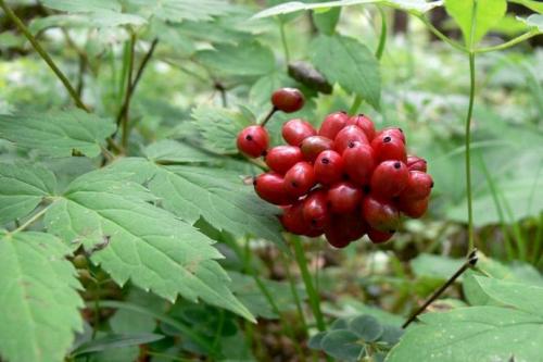Безопасно ли есть ягоды. Ягоды - идеальная пища. Чем они полезны и когда их нужно есть? 14 Безопасно ли есть ягоды. Ягоды - идеальная пища. Чем они полезны и когда их нужно есть? 14