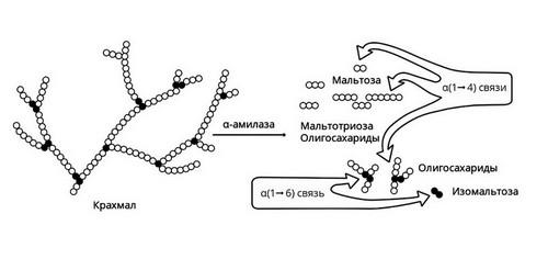 Лучшие препараты для улучшение пищеварения. Ферментная терапия в гастроэнтерологии. Когда? Кому? Что? 03