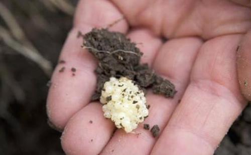 Препараты от слизней. Как избавиться навсегда от слизней на участке, в огороде