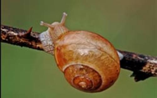 Препараты от слизней. Как избавиться навсегда от слизней на участке, в огороде