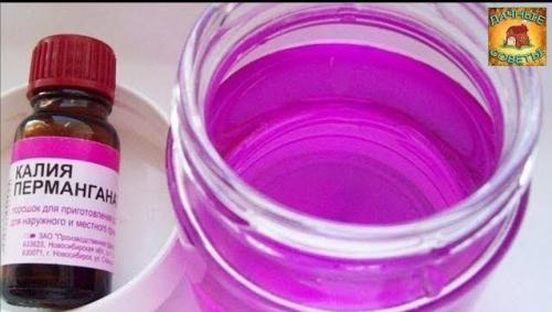 Как избавиться от слизней в теплице. Чем опасны слизни на огороде